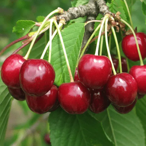 Черешня ГРОНКОВАЯ  Черешня ГРОНКОВАЯ в Москве
