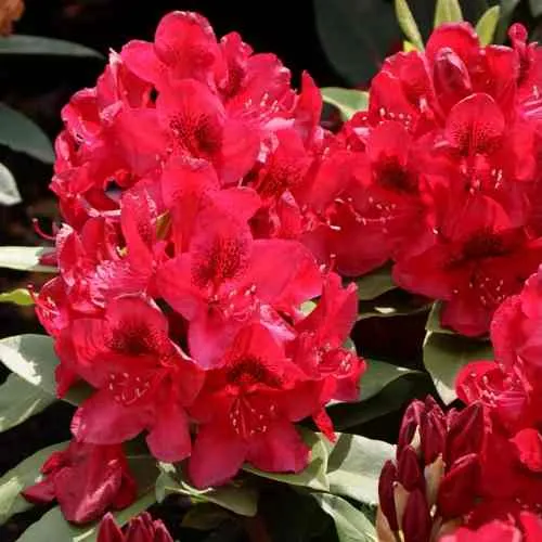 Рододендрон МАТАДОР  Рододендрон МАТАДОР в Москве