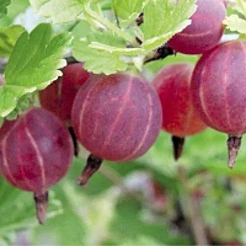 Крыжовник РАВОЛТ  Крыжовник РАВОЛТ в Москве