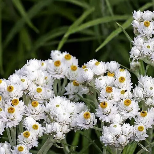 саженцы анафалиса саженцы анафалиса