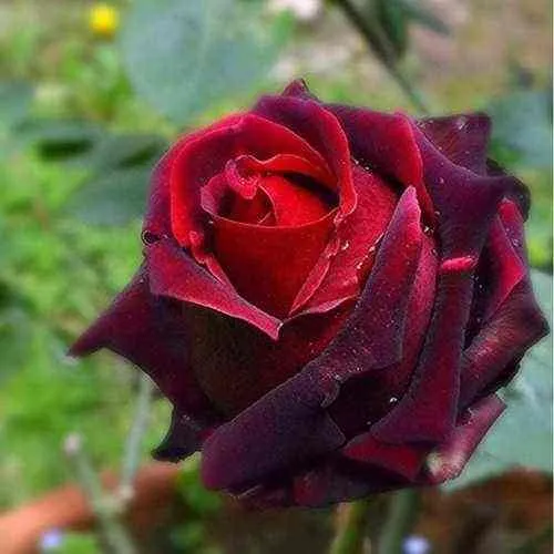 Саженцы роз НОРИТА чайно-гибридная в Москве