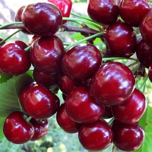 Вишня ЖУКОВСКАЯ  Вишня ЖУКОВСКАЯ в Москве