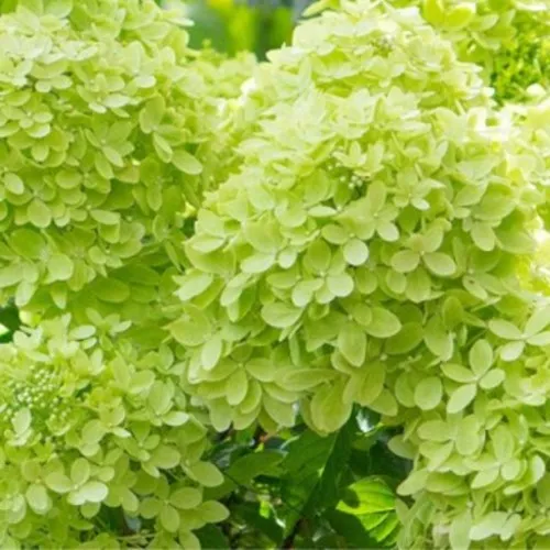 саженцы гортензии саженцы гортензии