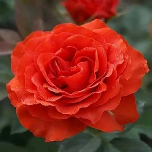 Саженцы роз ЭЛЬ ТОРО чайно-гибридная в Москве