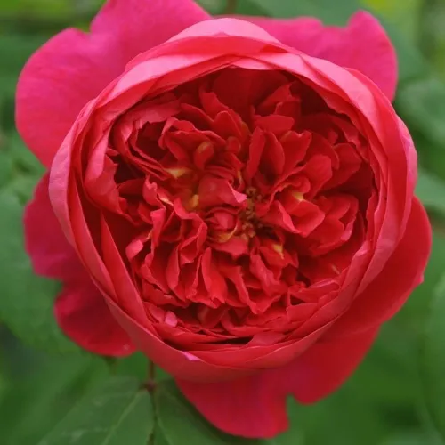 Саженцы роз БЕНДЖАМИН БРИТТЕН шраб в Москве