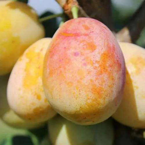 АПРИМИРА  АПРИМИРА в Москве