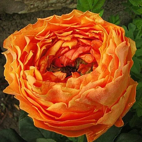 Саженцы роз КАРАЛУНА чайно-гибридная в Москве