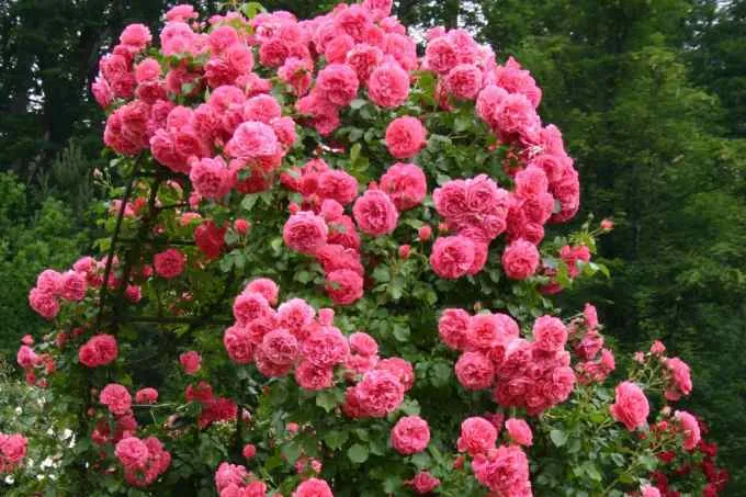 Новинка. Роза плетистая Новинка. Роза плетистая