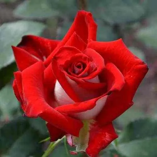 Саженцы роз АЛЬЯНС чайно-гибридная  Саженцы роз АЛЬЯНС чайно-гибридная в Москве