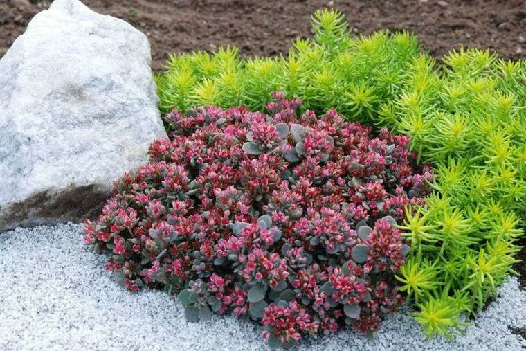 Саженцы травянистых растений для ландшафтного дизайна Саженцы травянистых растений для ландшафтного дизайна