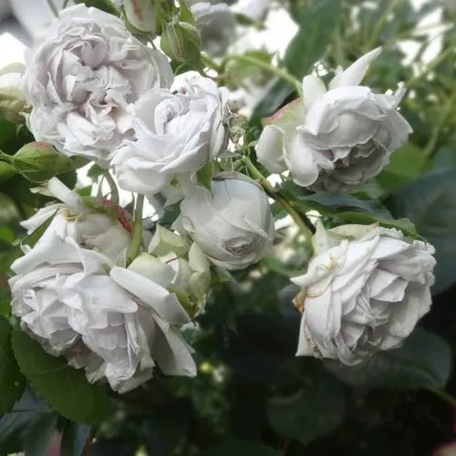 Саженцы роз ГРИЗЕЛИС шраб в Москве