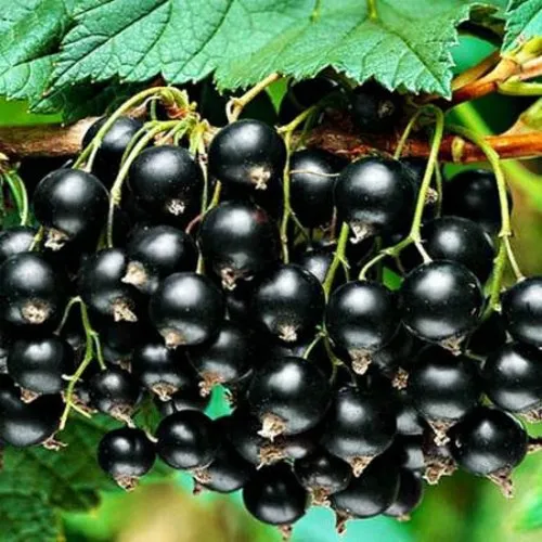 Смородина черная АТЛАНТ  Смородина черная АТЛАНТ в Москве