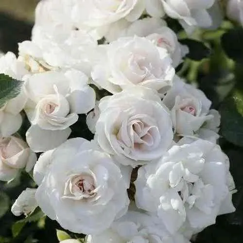 Саженцы роз АСПИРИН флорибунда  Саженцы роз АСПИРИН флорибунда в Москве