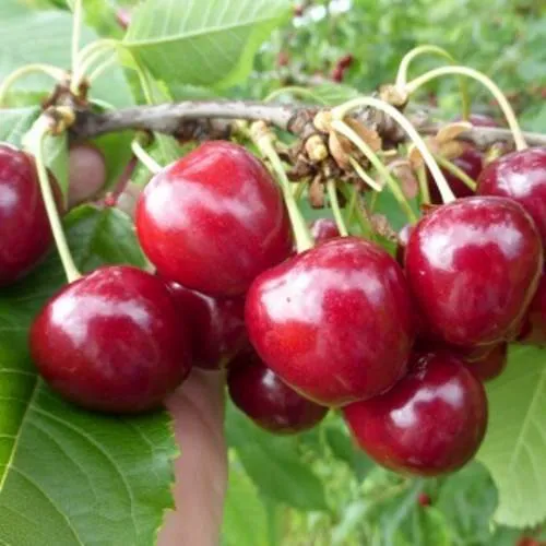 Вишня КОЛОННОВИДНАЯ  Вишня КОЛОННОВИДНАЯ в Москве