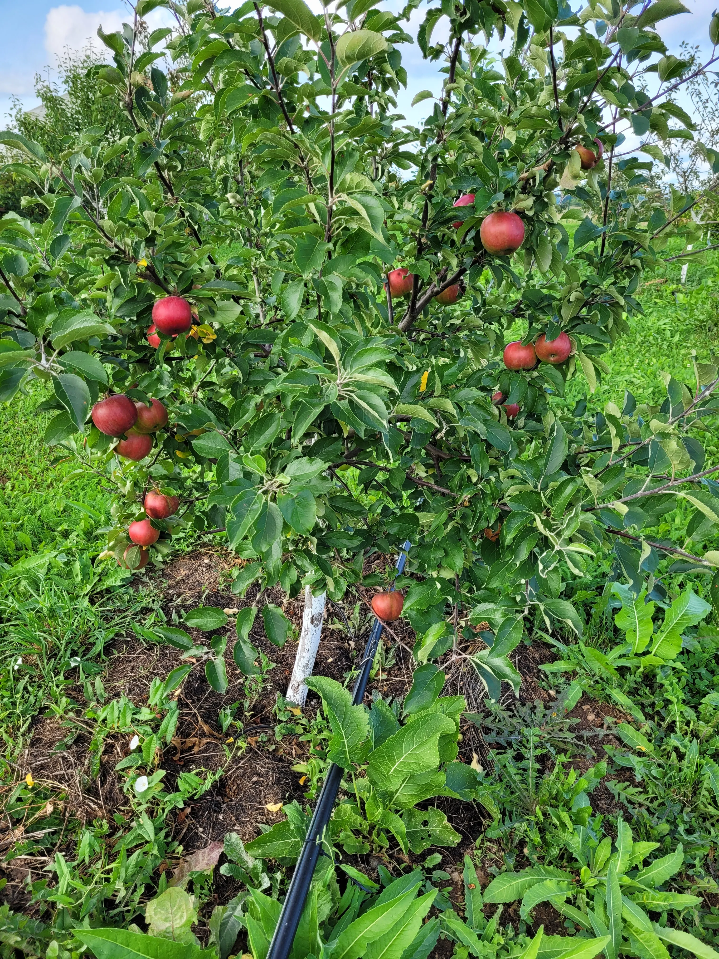 Алексей Алексей