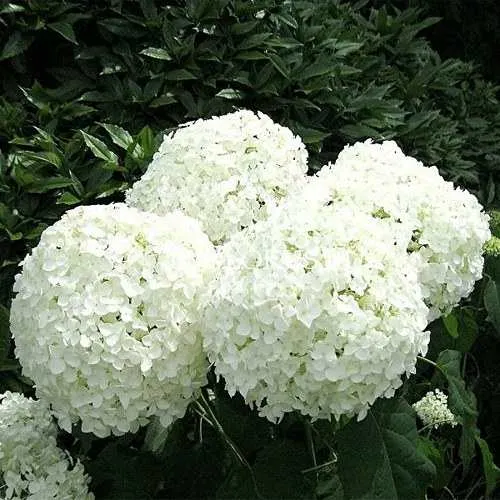 Гортензия АННАБЕЛЬ древовидная  Гортензия АННАБЕЛЬ древовидная в Москве