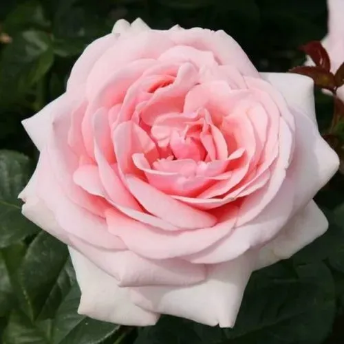 Саженцы роз АФРОДИТА чайно-гибридная  роза Афродита чайно-гибридная в Москве