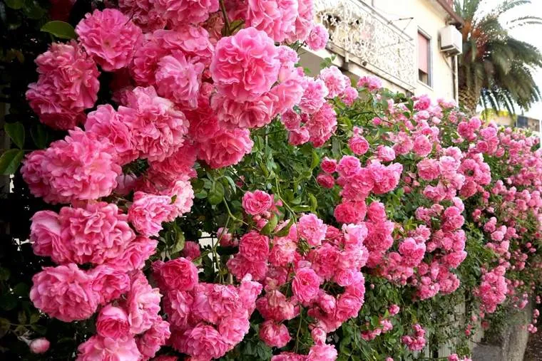 Обновление ассортимента саженцев плетистой розы: новые сорта и лучшее качество! Обновление ассортимента саженцев плетистой розы: новые сорта и лучшее качество!