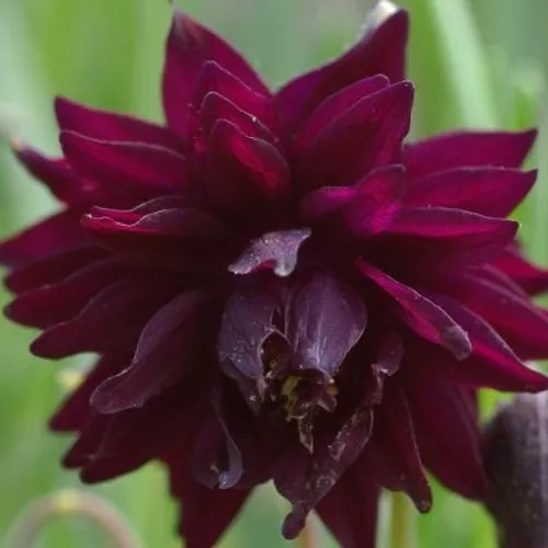 Аквилегия БАРЛОУ БОРДО обыкновенная в Москве