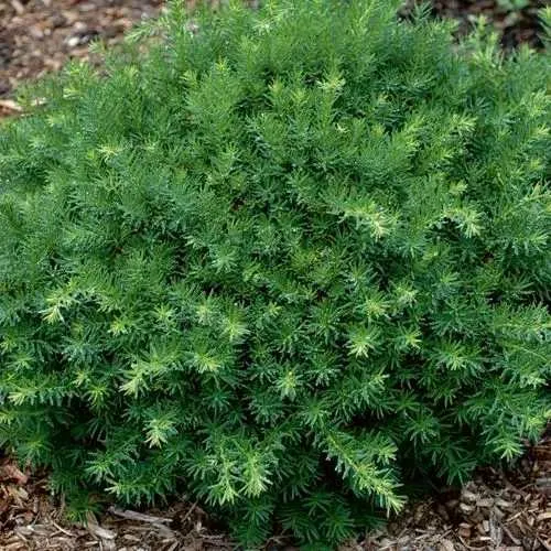 Тис ХИКСИ средний в Москве