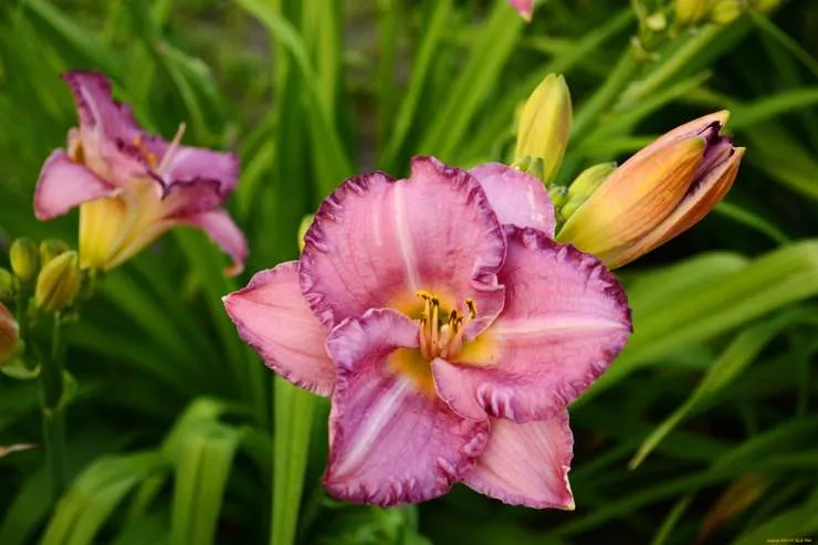 Новинка от нашего питомника: саженцы лилейников различных сортов! Новинка от нашего питомника: саженцы лилейников различных сортов!