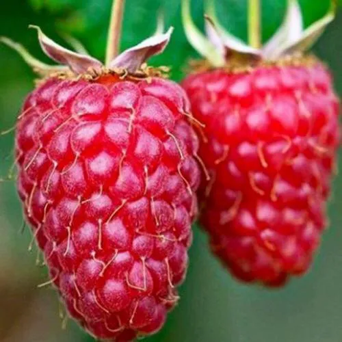 Саженцы малины Бриллиантовая Саженцы малины Бриллиантовая