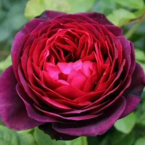 Саженцы роз АСТРИД ГРАФИН ФОН ХАРДЕНБЕРГ шраб  Саженцы роз АСТРИД ГРАФИН ФОН ХАРДЕНБЕРГ шраб в Москве