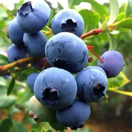 Голубика ДЮК  Голубика ДЮК в Москве