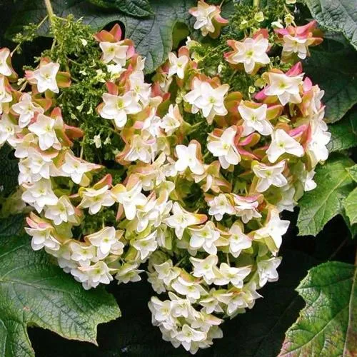 Гортензия БЛЭК ПОРШ дуболистная  Гортензия БЛЭК ПОРШ дуболистная в Москве