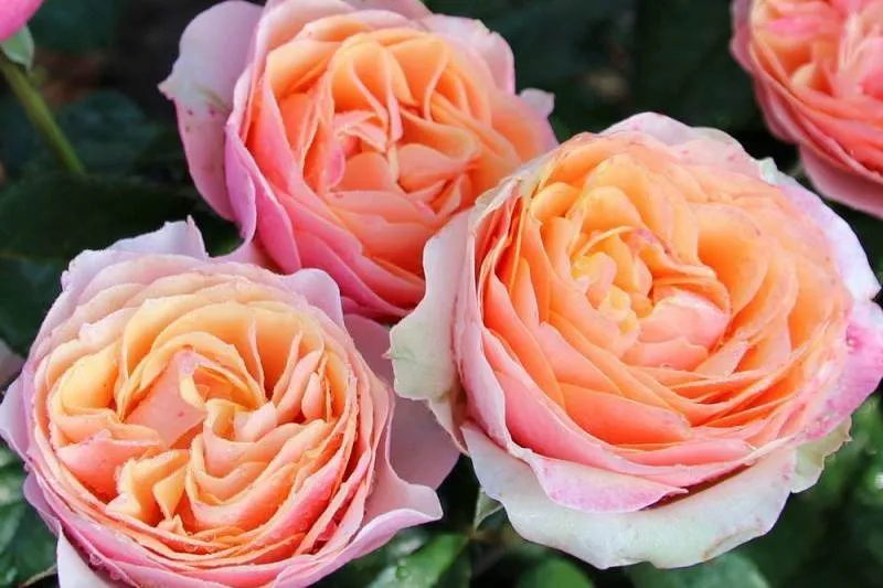 Обновление ассортимента саженцев Английской розы Обновление ассортимента саженцев Английской розы