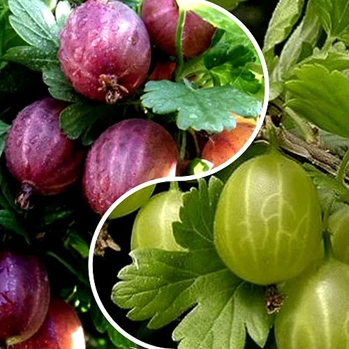 Комплект РЕДКИЙ СЧАСТЛИВЧИК  Комплект РЕДКИЙ СЧАСТЛИВЧИК в Москве