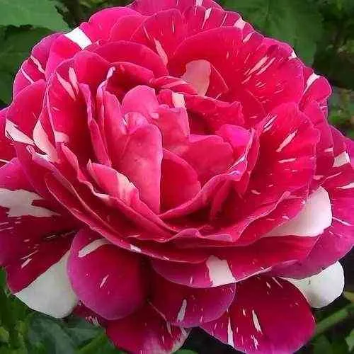 Саженцы роз ПЕСТРАЯ ФАНТАЗИЯ чайно-гибридная в Москве