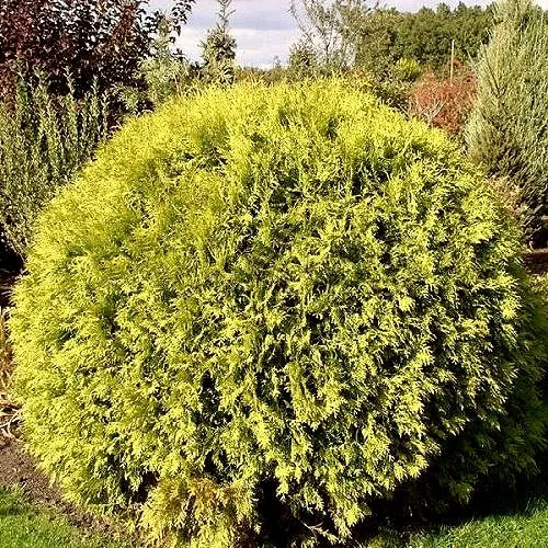 Туя ГЛОБОЗА АУРЕА западная в Москве