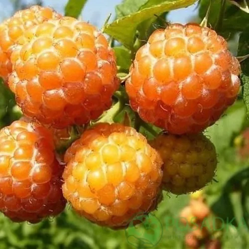 Малина КУМБЕРЛЕНД желтая  Малина КУМБЕРЛЕНД желтая в Москве