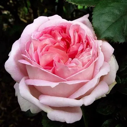 Саженцы роз МИРИАМ чайно-гибридная в Москве