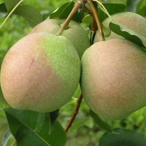 Саженцы груши Десертная россошанская Саженцы груши Десертная россошанская