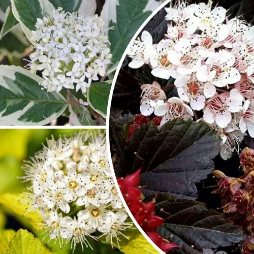 Комплект ЯРКАЯ ВСПЫШКА  Комплект ЯРКАЯ ВСПЫШКА в Москве