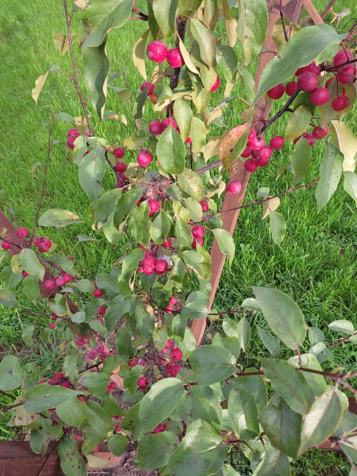 Яблоня Яблоня