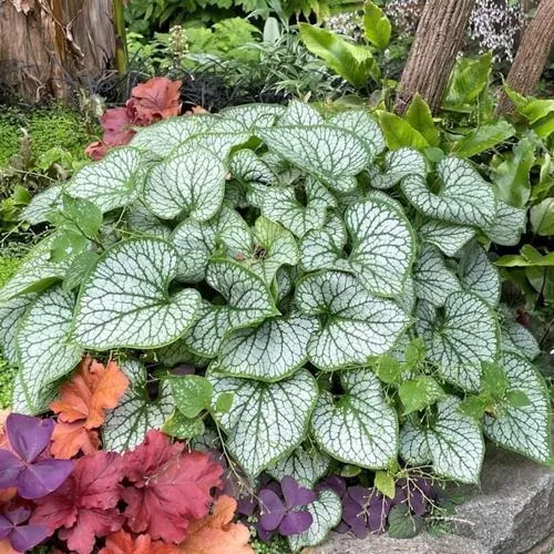 Бруннера ДЖЭК ФРОСТ  Бруннера ДЖЭК ФРОСТ в Москве