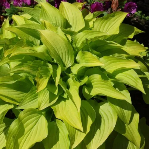 Хоста ХИДОН САНСЕТ  Хоста ХИДОН САНСЕТ в Москве