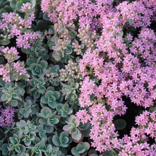 Очиток (седум) САНСПАРКЛЕР ЛАЙМ ЗИНГЕР  Очиток (седум) САНСПАРКЛЕР ЛАЙМ ЗИНГЕР в Москве