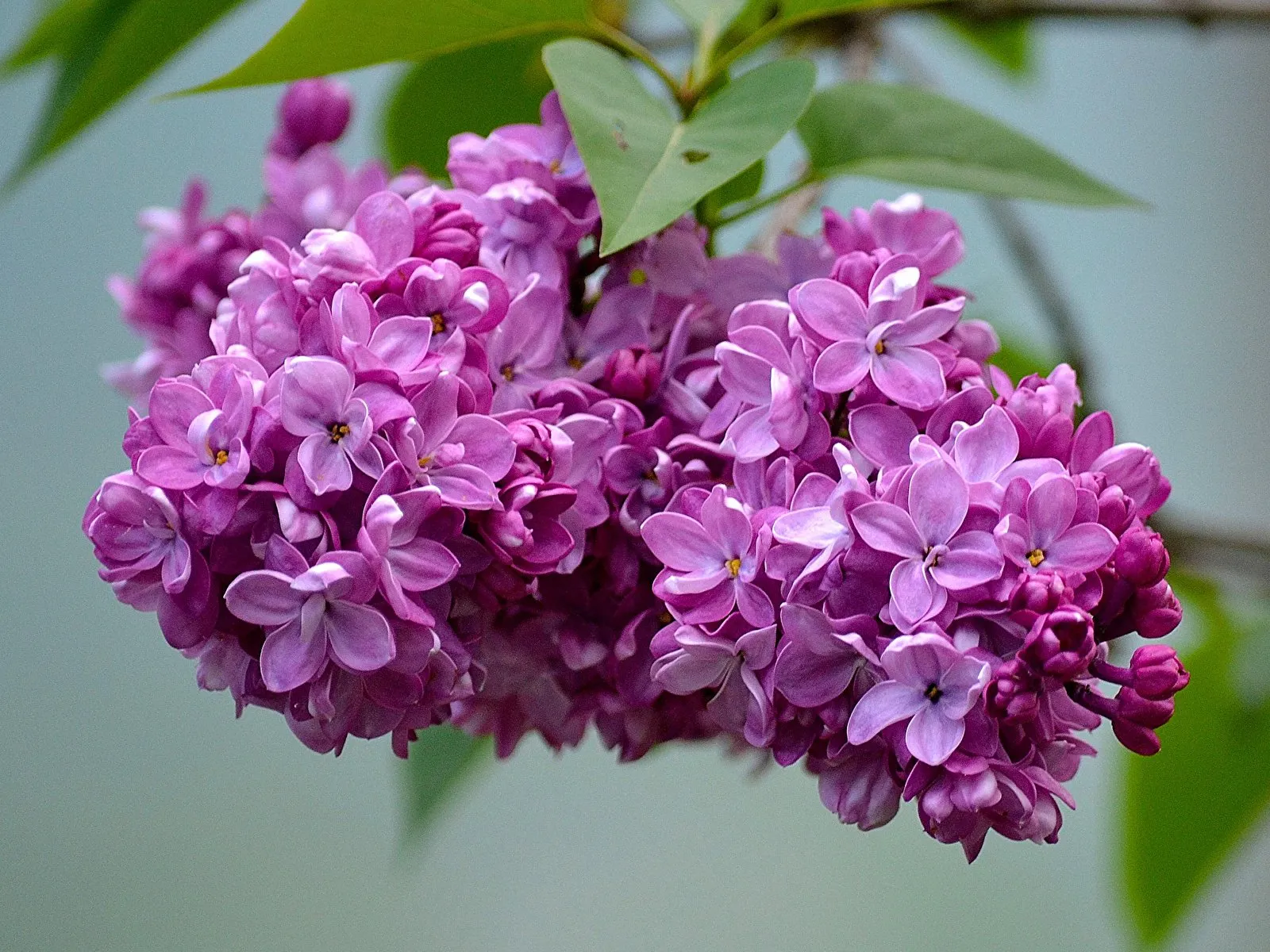 Как и где посадить сирень?                                