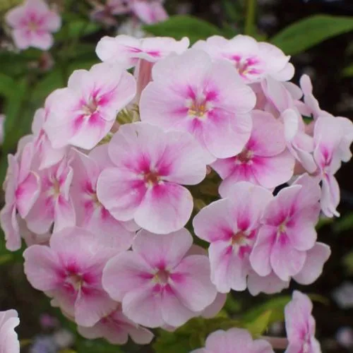 Флокс ЮНИК БИКОЛОР метельчатый  Флокс ЮНИК БИКОЛОР метельчатый в Москве