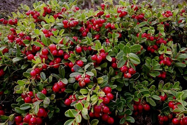 Обновление ассортимента саженцев клюквы и брусники Обновление ассортимента саженцев клюквы и брусники