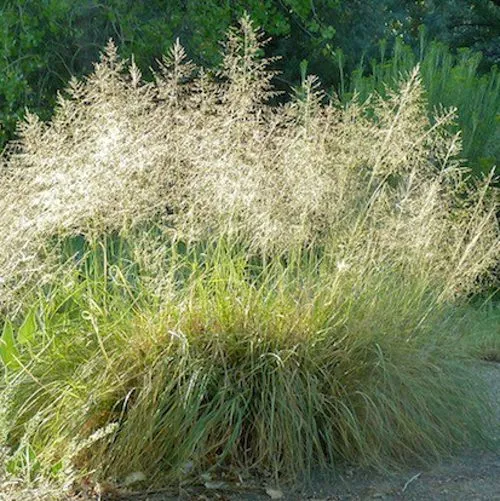 Каплесеменник воздушный  Каплесеменник воздушный в Москве