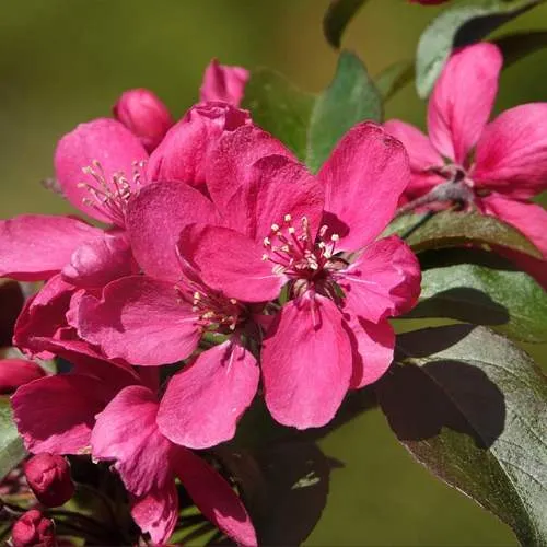 Яблоня НЕДЗВЕЦКОГО  Яблоня НЕДЗВЕЦКОГО в Москве