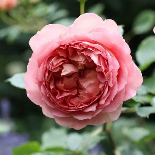 Саженцы роз РИДЖЕНТС ПАРК чайно-гибридная в Москве