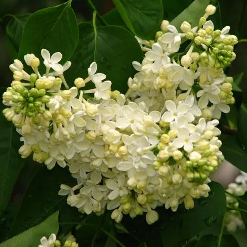 Сирень ПРИМРОУЗ  Сирень ПРИМРОУЗ в Москве