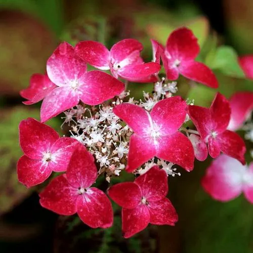 Гортензия КУРЕНАИ пильчатая  Гортензия КУРЕНАИ пильчатая в Москве