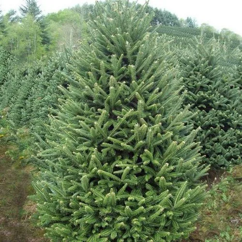 Пихта ФРАЗЕРА в Москве